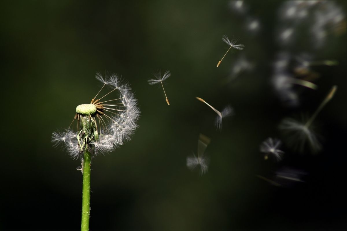 Dandelion seeds blowing